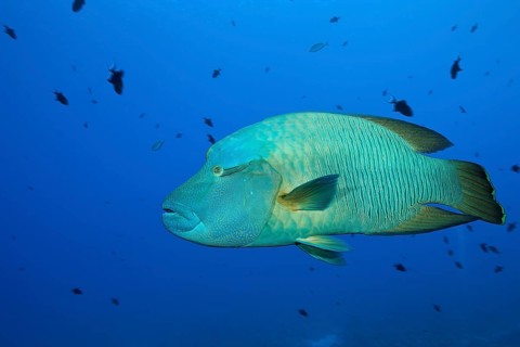 Napoleon Humpback Wrasse