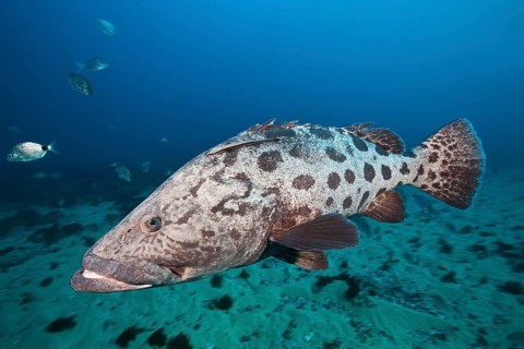 Potato Grouper