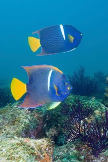 King angelfish