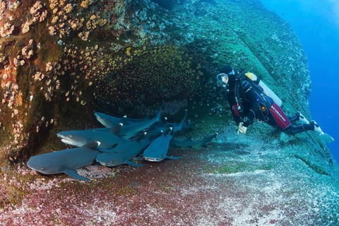 Whitetip Reef Shark