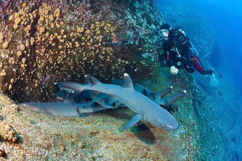 Whitetip Reef Shark