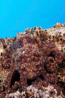 Common Octopus