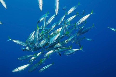 Pacific spiny dogfish