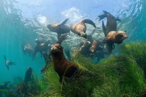 California sea lions