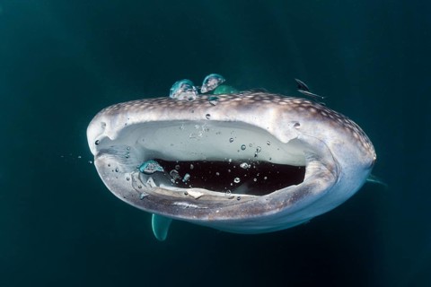Feeding whale shark