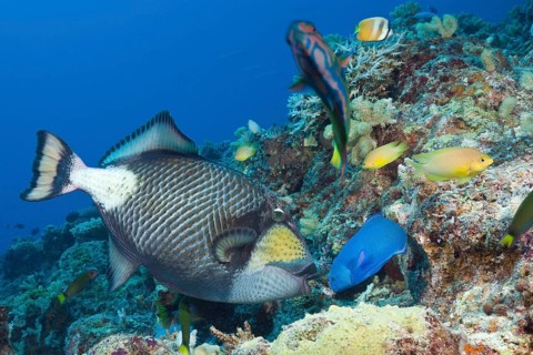 Titan triggerfish