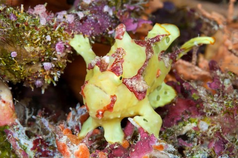 Yellow round-spotted frogfish