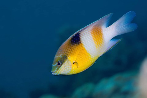Honeyhead damselfish