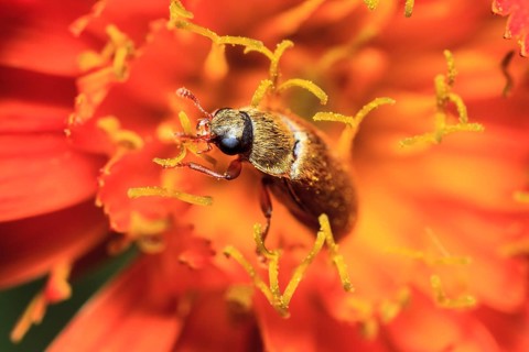Pollen beetle
