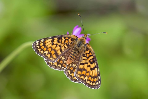 Knapweed fritillary