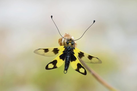 Eastern butterfly