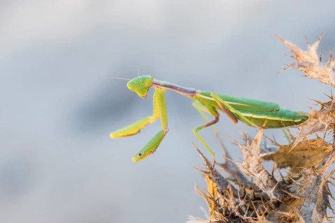 Mediterranean praying mantis