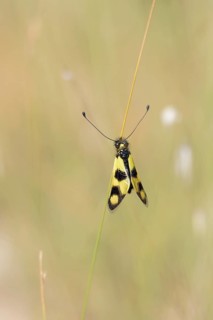 Eastern butterfly moth