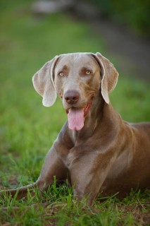 Weimaraner