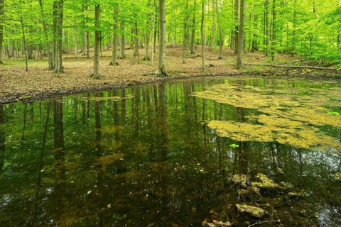 Untouched forest with pond in spring