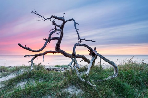 Uprooted tree at the west beach at sunset