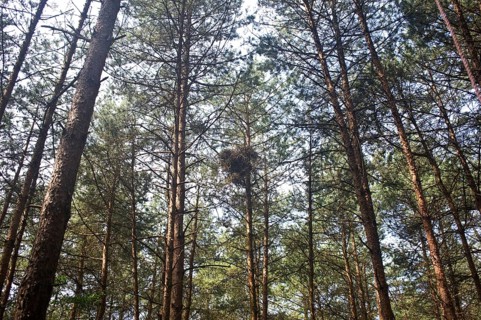 Northern goshawk
