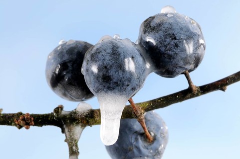 Blackthorn