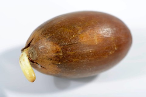 Acorns