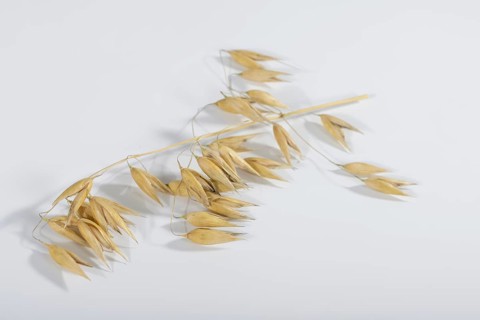 Oats