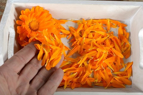 Marigold