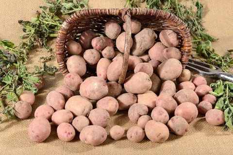 Potatoes