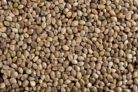 Ordinary hemp
