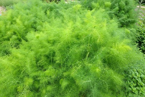 Fennel