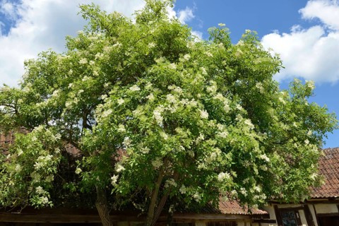 Black Elder or European Elderberry