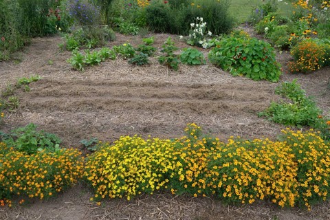 Organic garden with