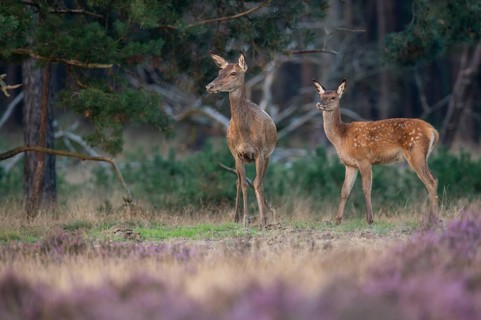 Red deer