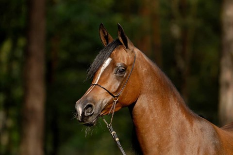 Arabian thoroughbred