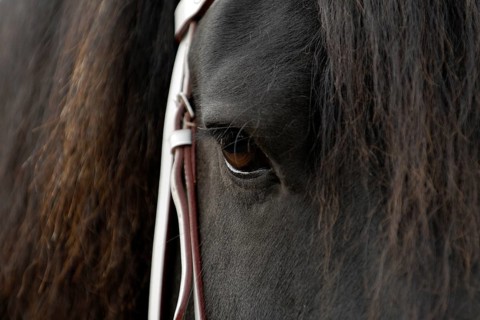 Frisian