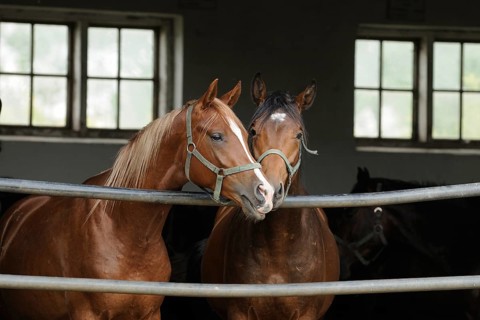 Arabian thoroughbred