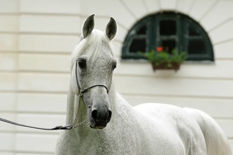 Arabian thoroughbred