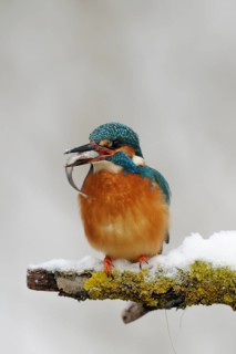 Common kingfisher