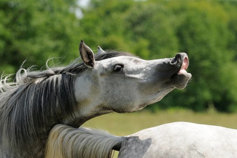 Arabian thoroughbred