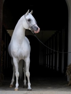 Arabian thoroughbred