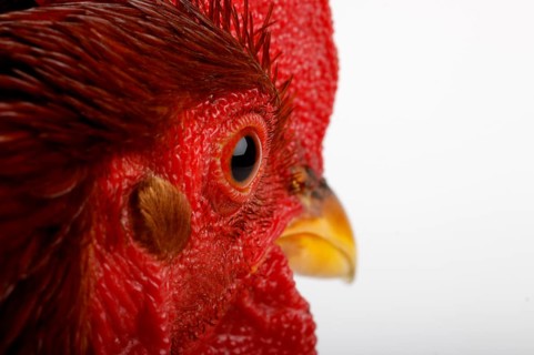 Bantam rooster