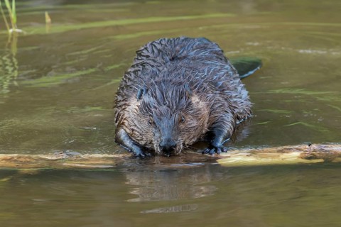 Canadian beaver