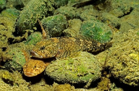 European bullhead