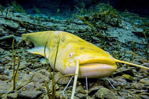Wels catfish