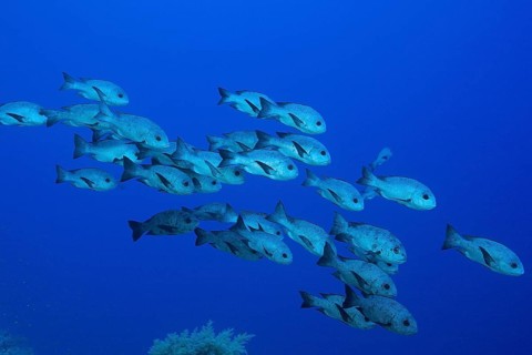 Shoal of black snapper