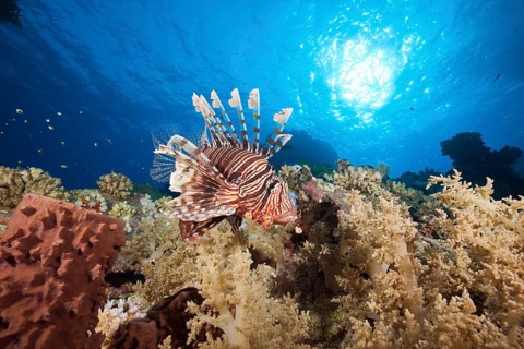 Lionfish over Coral Reef