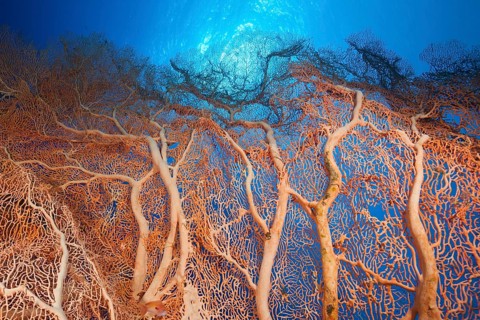 Giant Seafan