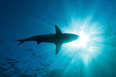Blacktip Shark