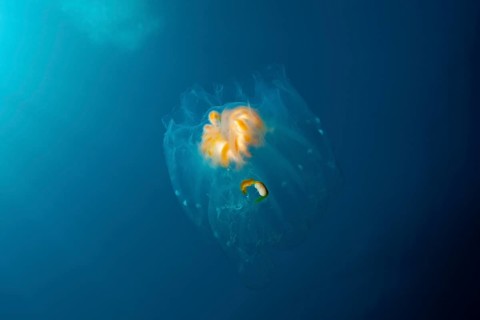 Salpid colony