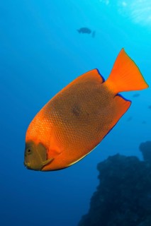 Clarion Angelfish