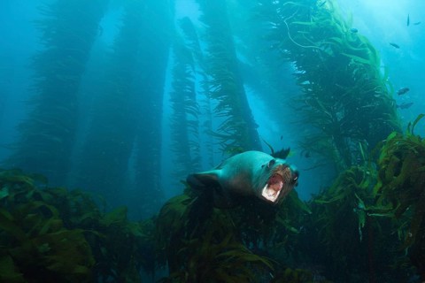 California sea lion