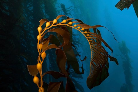 Giant Kelp Forest